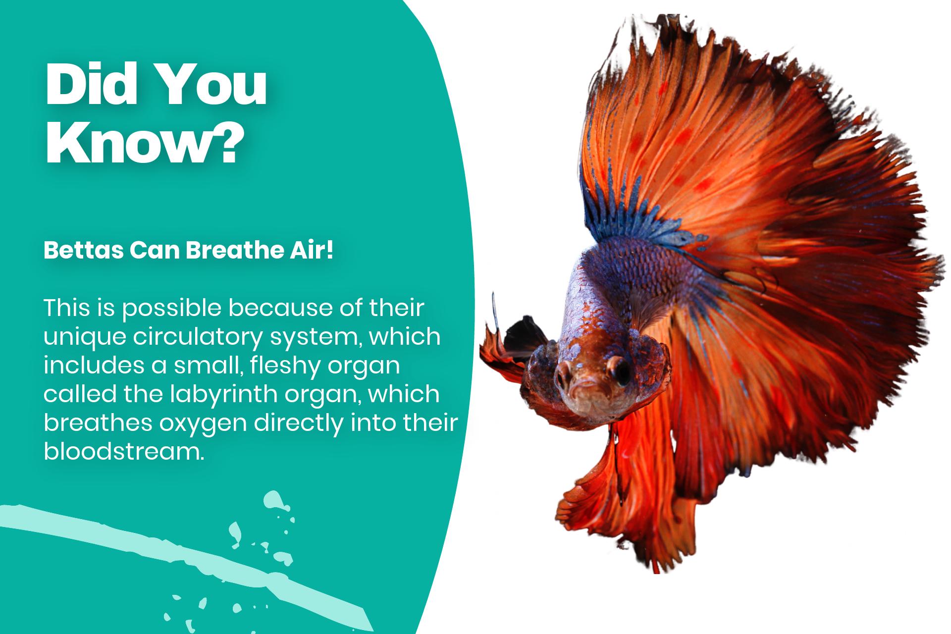 Bettas Can Breathe Air! This is possible because of their unique circulatory system, which includes a small, fleshy organ called the labyrinth organ, which breathes oxygen directly into their bloodstream.