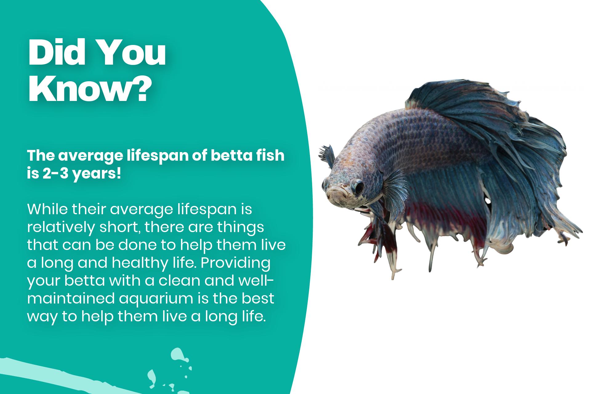The average lifespan of betta fish is 2-3 years