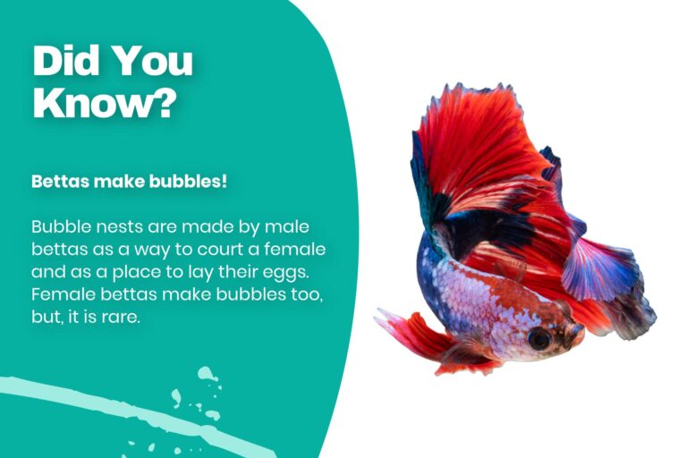 Betta Fish Bubble Nest: How And Why They Are Made