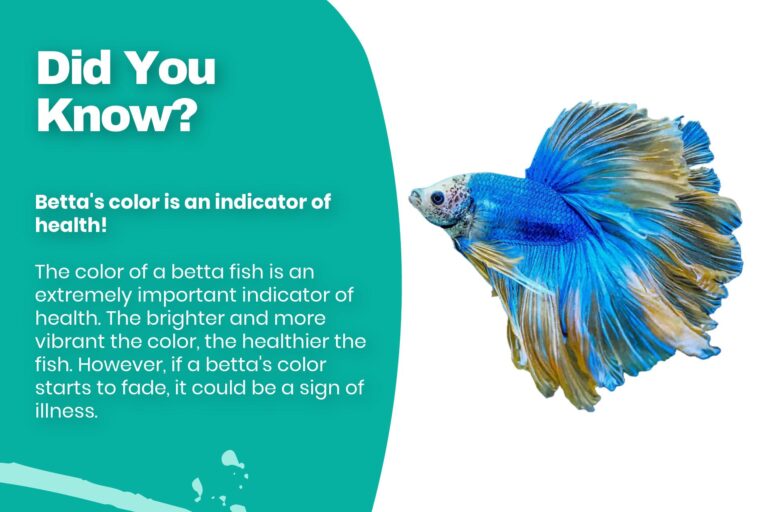 5 Signs Of A Happy And Healthy Betta Fish