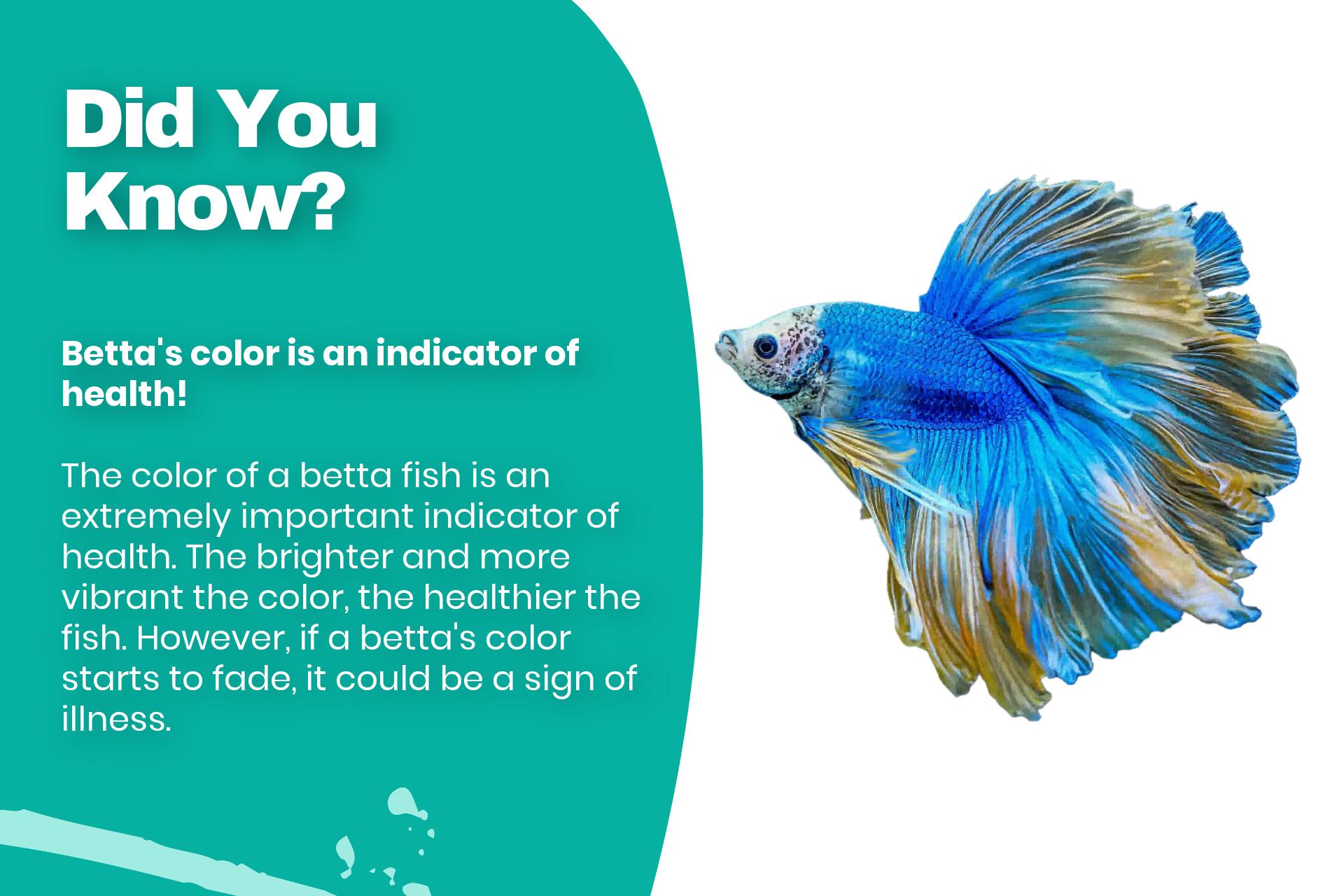 Betta's color is an indicator of health
