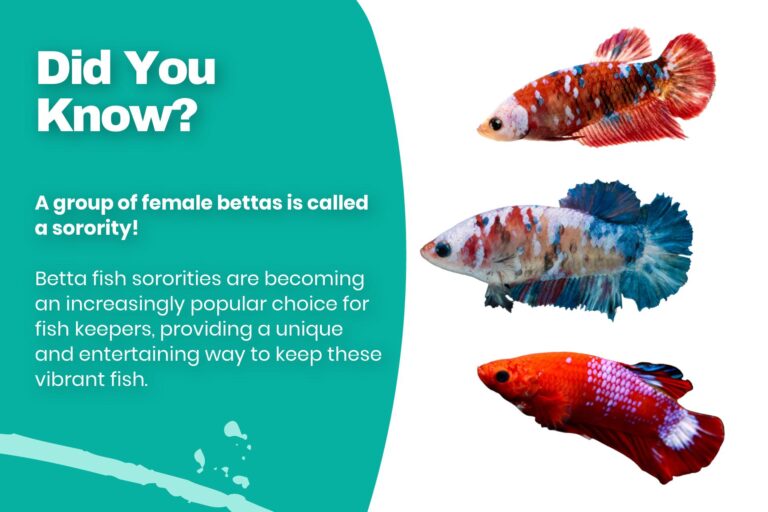 Female Betta Sorority: Make Your Betta Fish Tank More Vibrant Than Ever