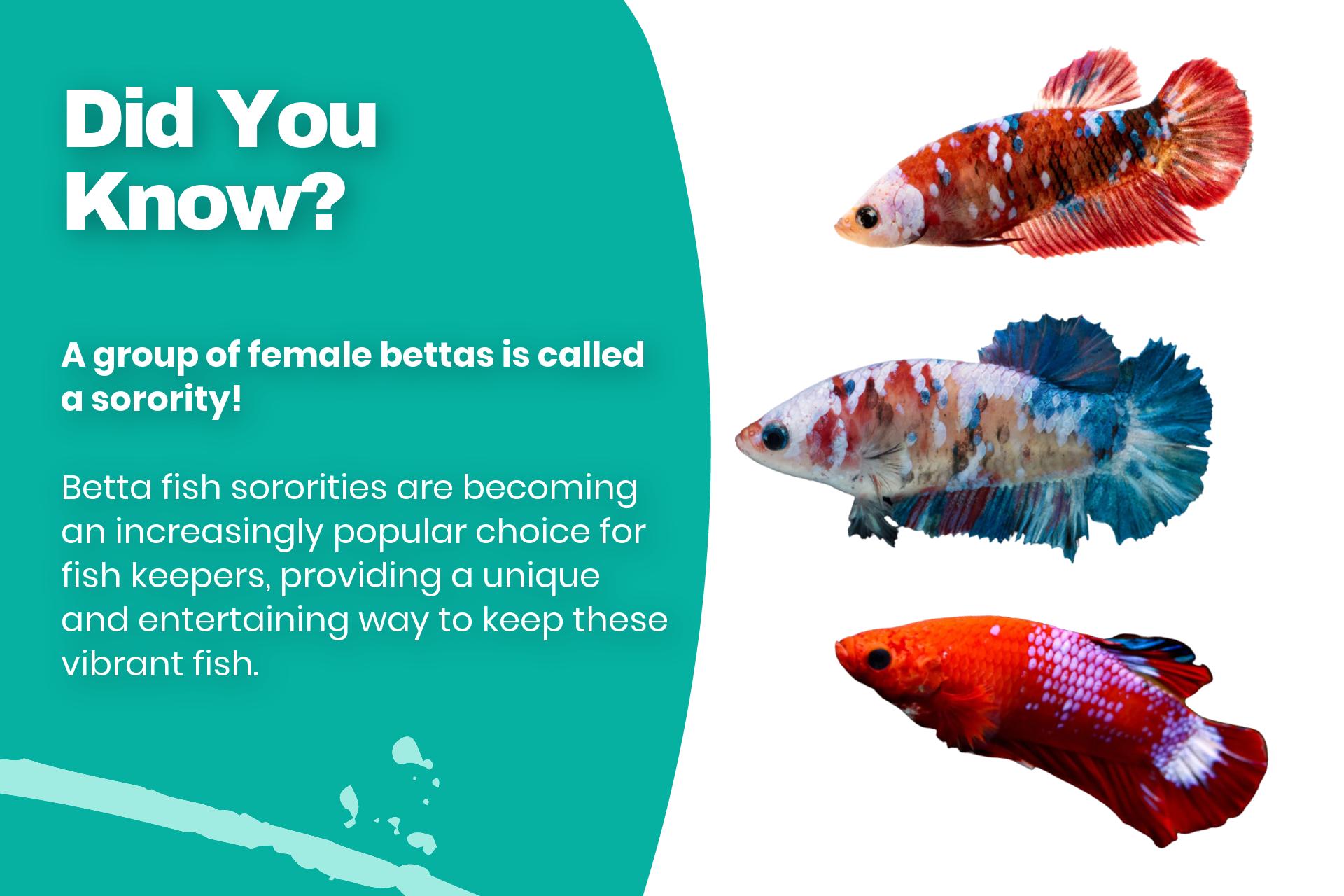 A group of female bettas is called a sorority