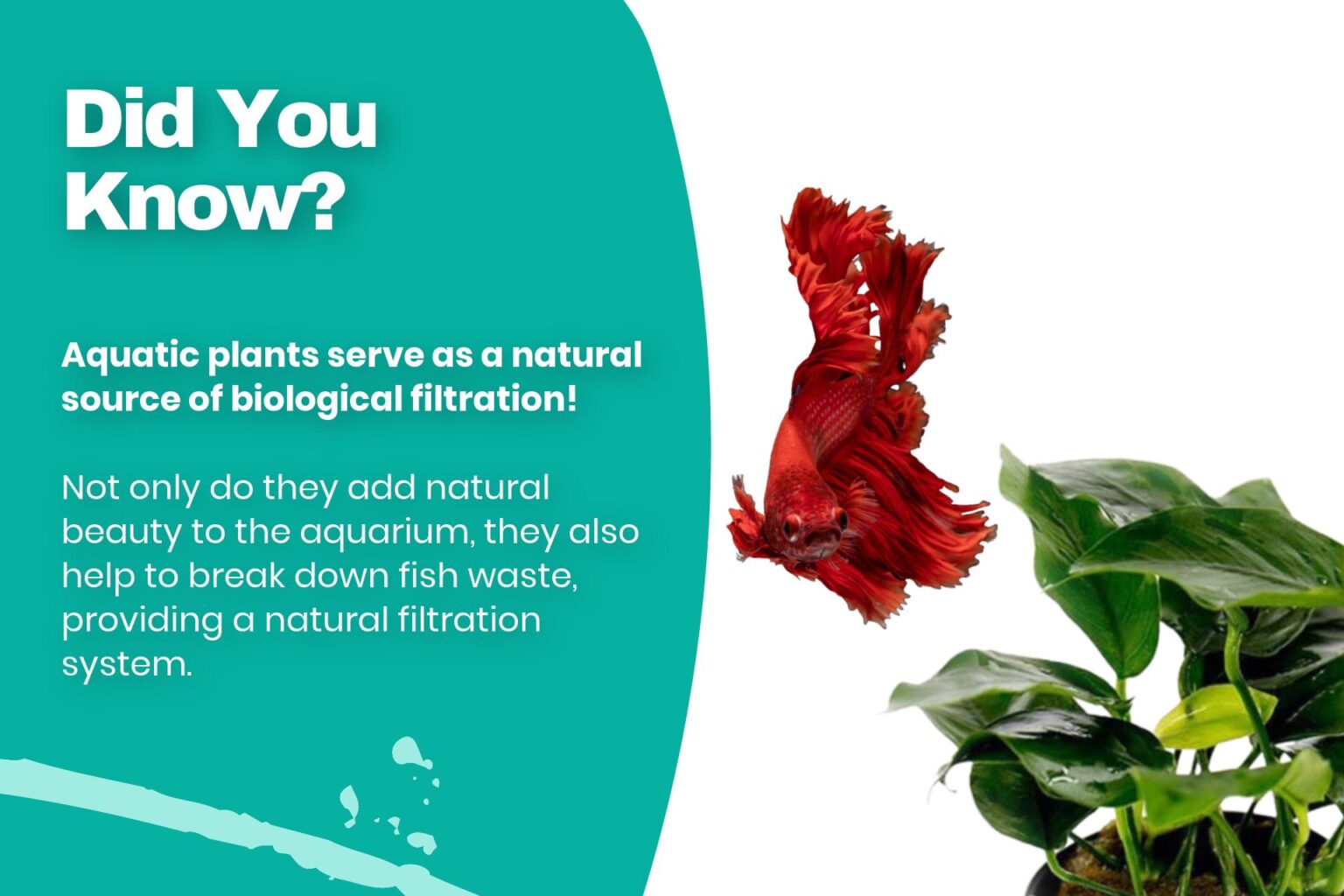 Best live plants for betta fish