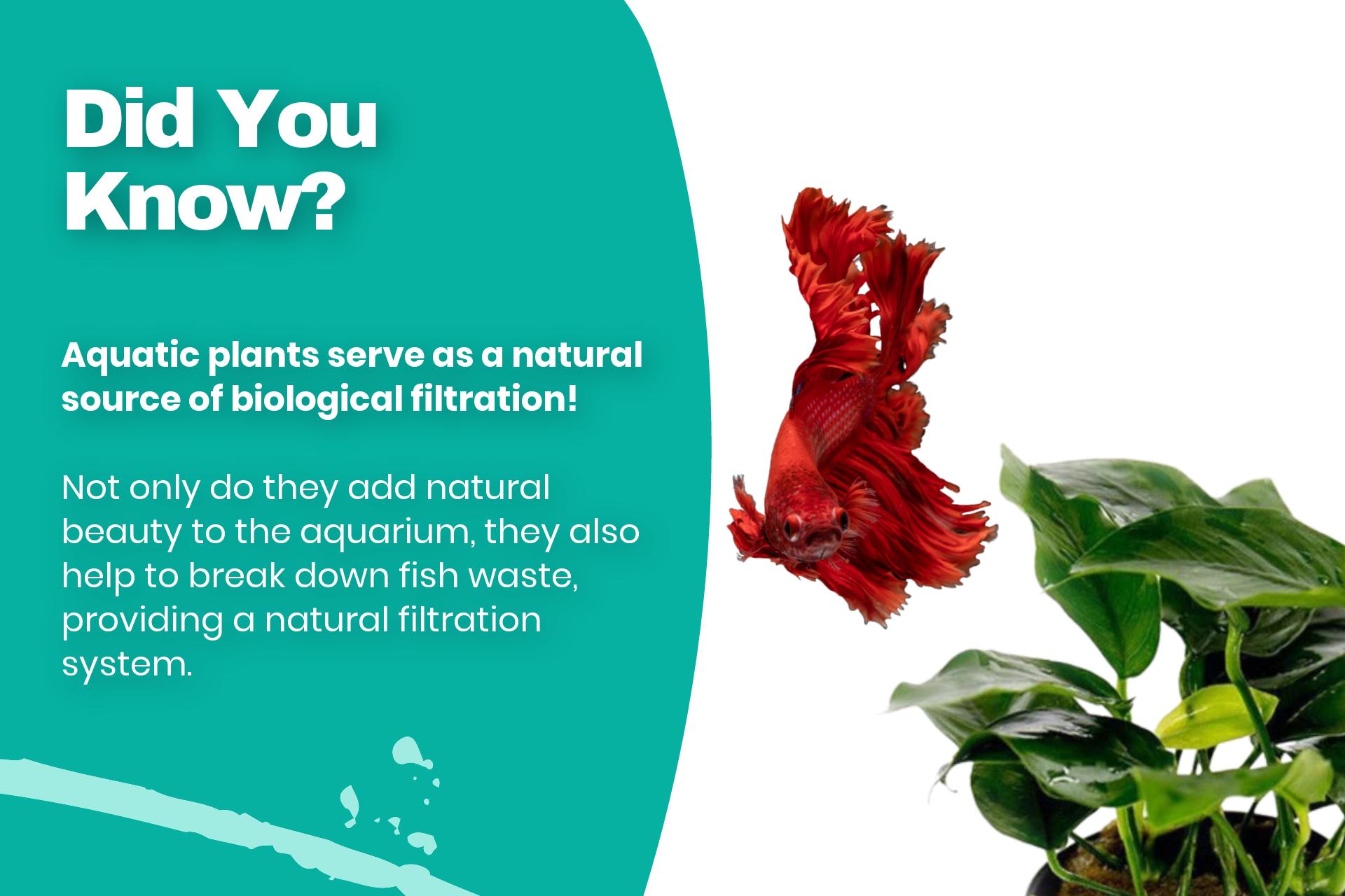 Aquatic plants serve as a natural source of biological filtration