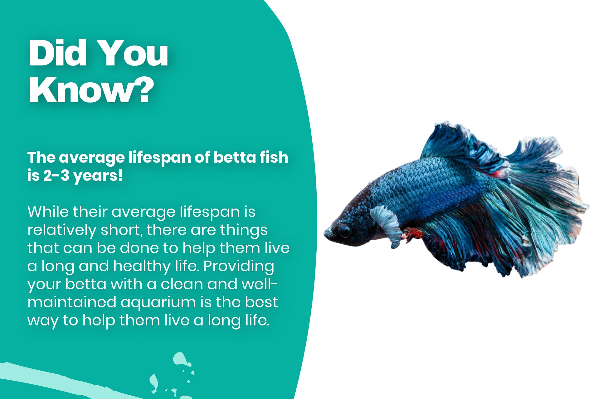 The average lifespan of betta fish is 2-3 years