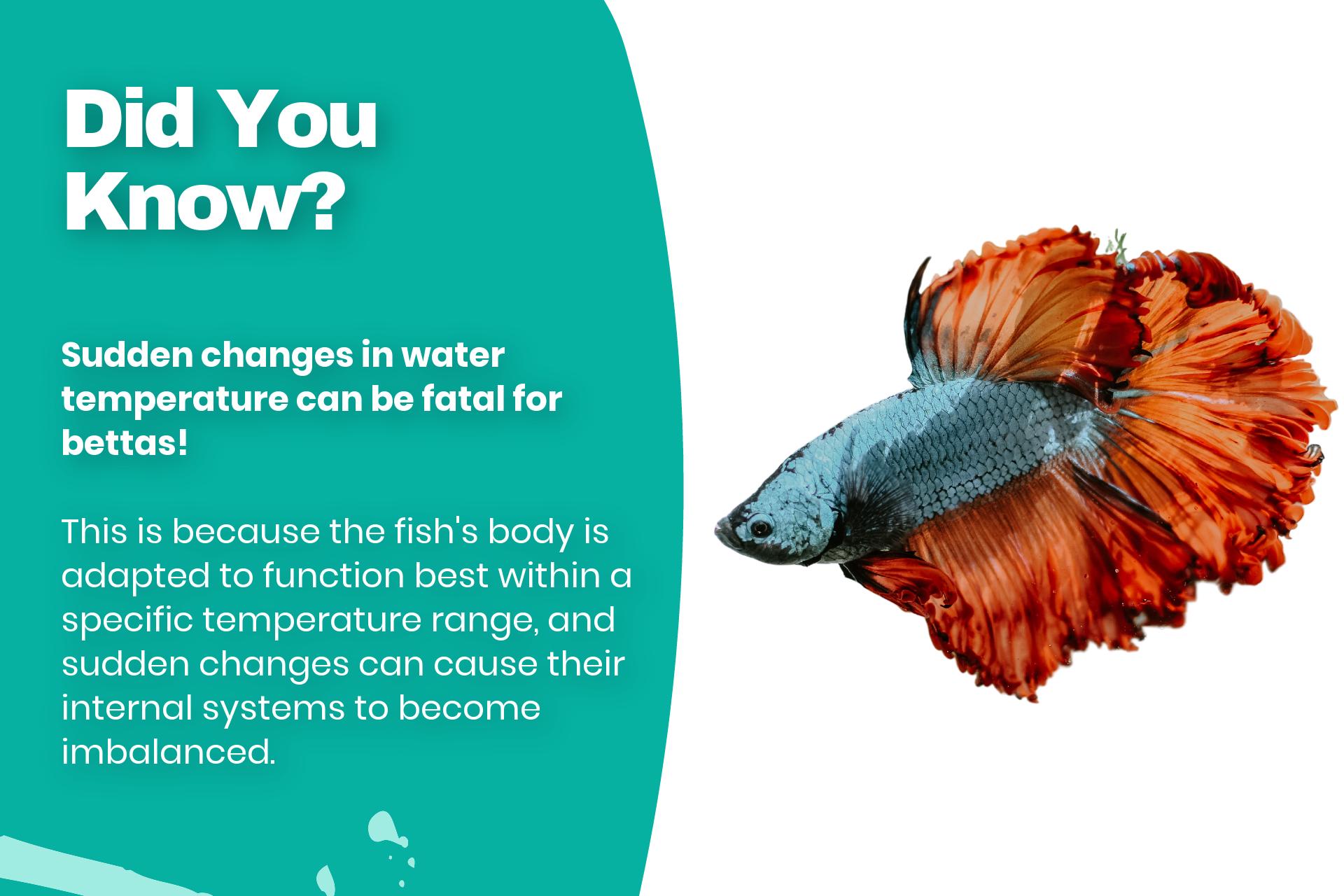 Sudden changes in water temperature can be fatal for bettas