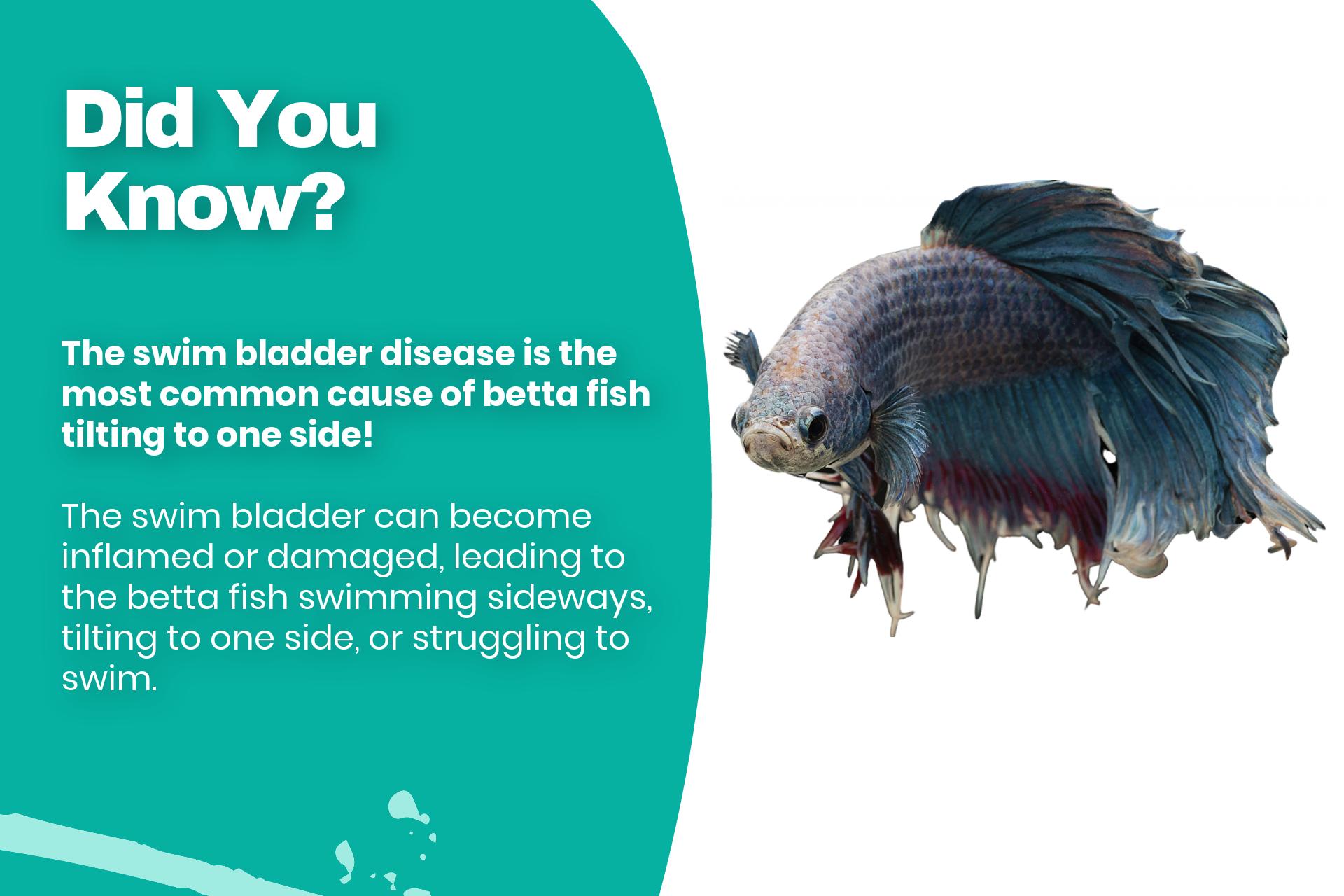 The swim bladder disease is the most common cause of betta fish tilting to one side
