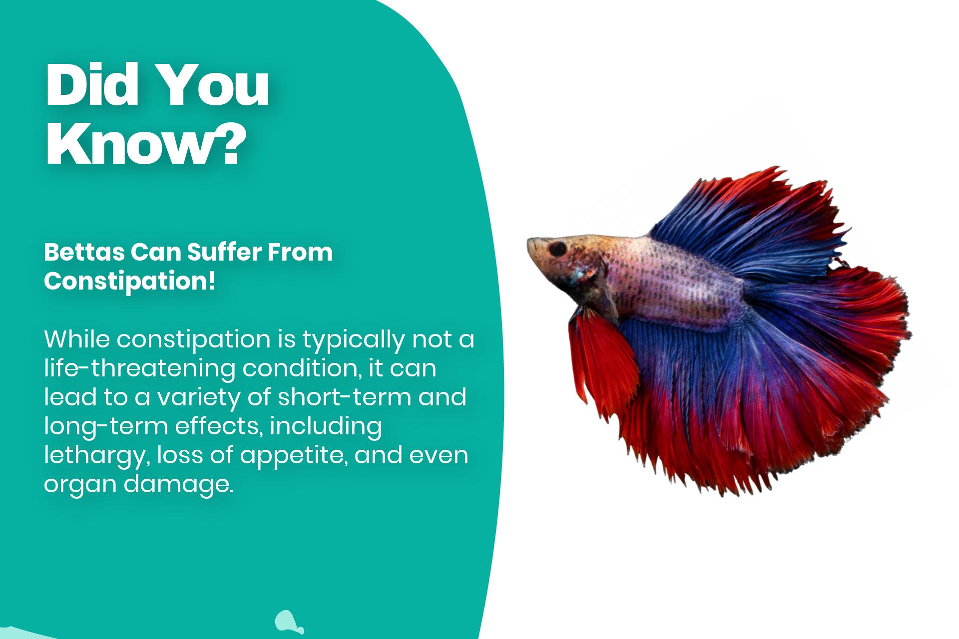 Bettas Can Suffer From Constipation