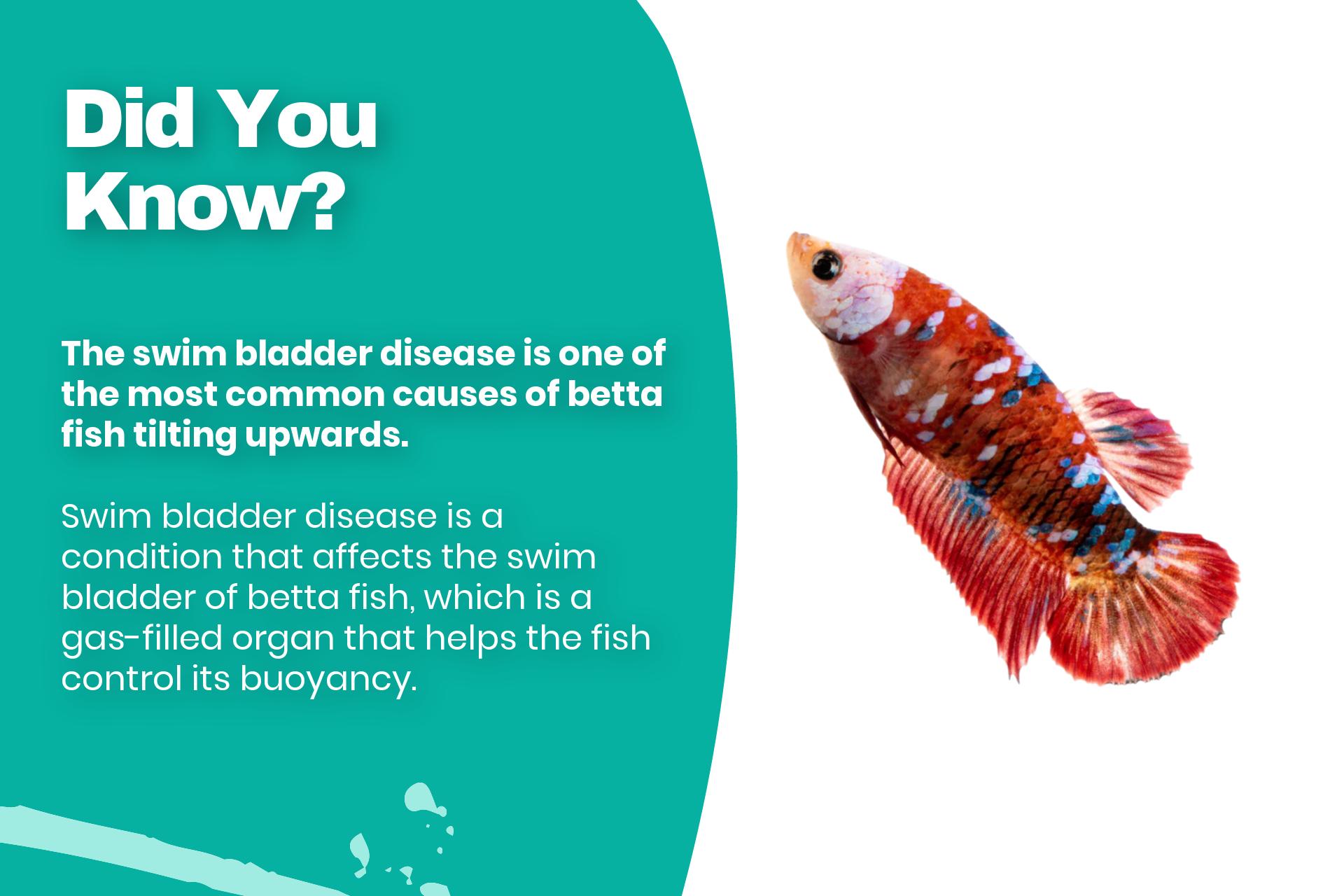 The swim bladder disease is one of the most common causes of betta fish tilting upwards