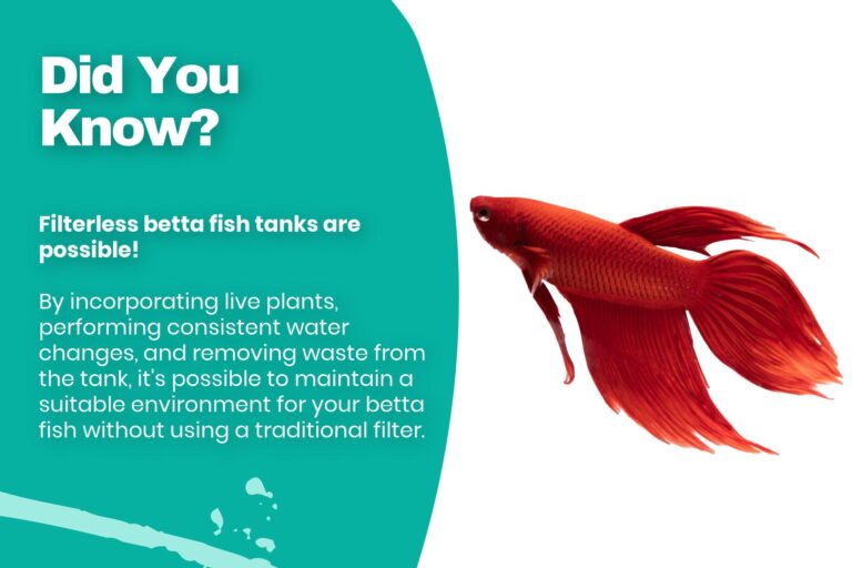 Do Betta Fish Need Filters?