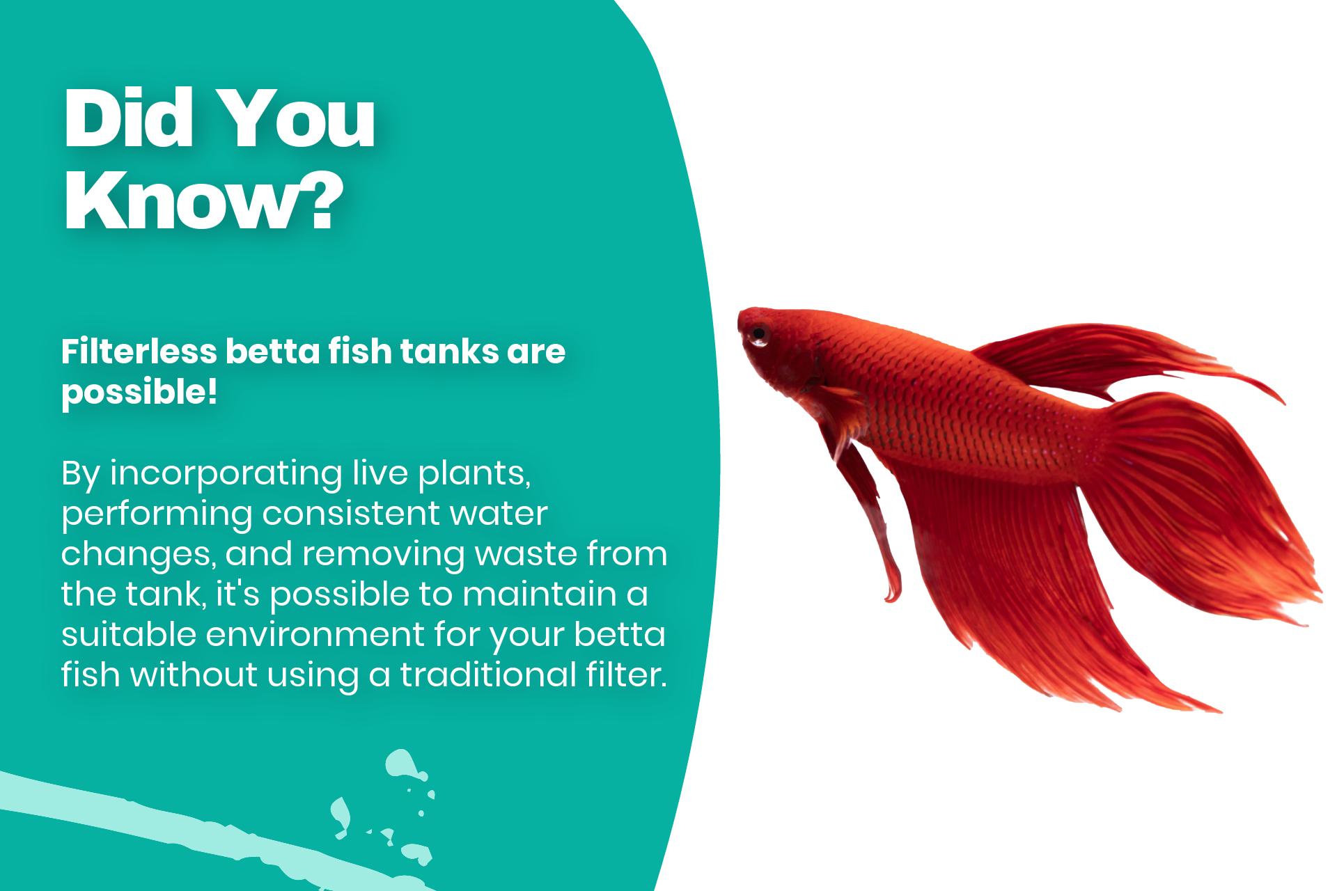 Filterless betta fish tanks are possible